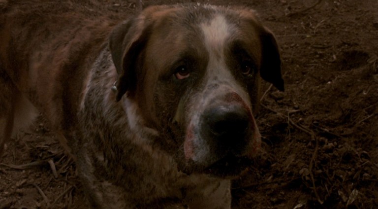 Cujo (1983).