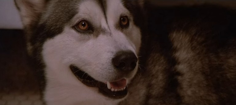 Nanook in The Lost Boys (1987).