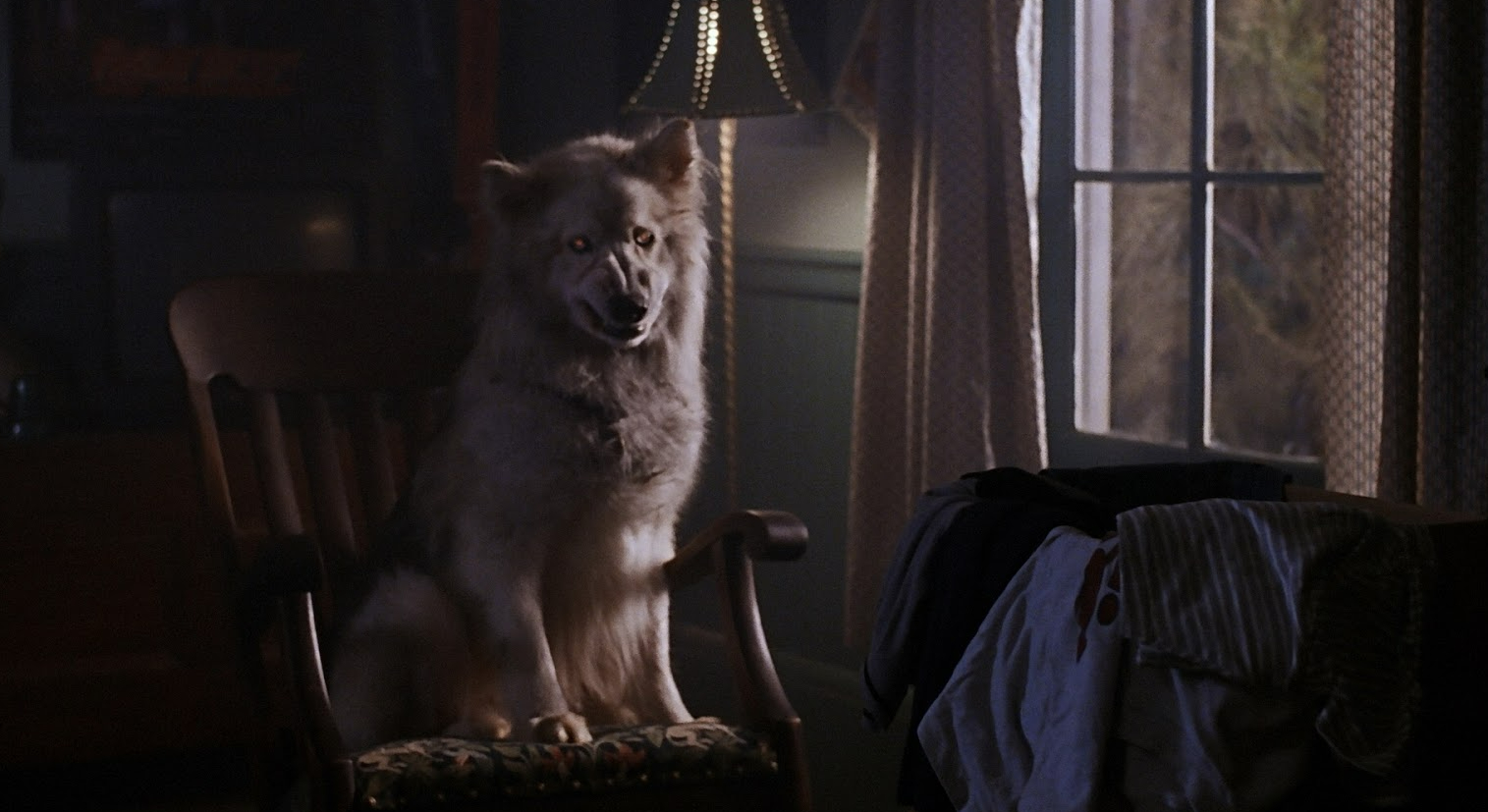 Zowie in Pet Sematary 2 (1992).