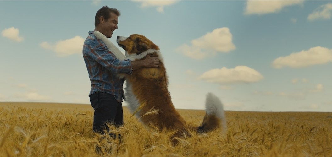 A Dog's Journey (2019)