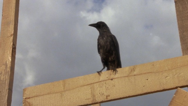  10+ Best Bird Horror Movies