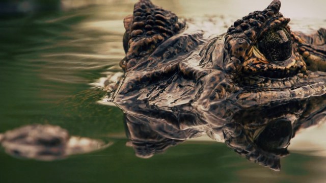 37+ Horror Films Featuring Alligators and Crocodiles